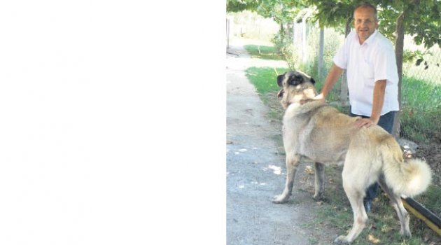 Sıfır otomobil fiyatına Kangal köpeği