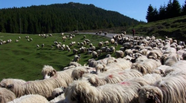 Şimdi Yaylalara Göç Zamanı