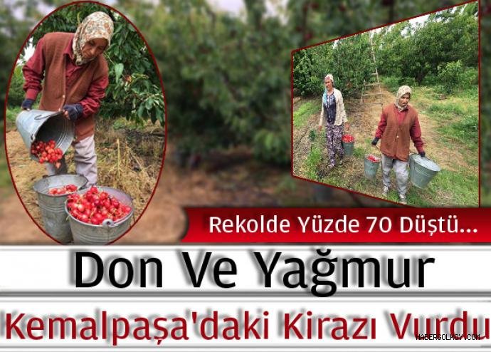 Soğuk ve yağmur Kirazı vurdu