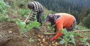 Ordu'da Tarlalar Temiz