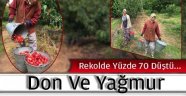 Soğuk ve yağmur Kirazı vurdu