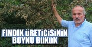 Fındık üreticisinin boynu bükük