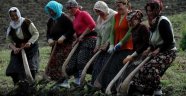 Doğu Karadeniz'de tarım istihdamı düştü