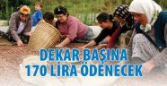 Fındığa Dönüm Başına 170 TL Ödenecek