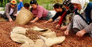 Fındıkta Dengeler Değişiyor!.. Artık Hiçbir Şey Eskisi Gibi Olmayacak..