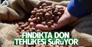 Fındıkta don tehlikesi sürüyor