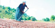 Fındıkta Üreticinin Aleyhine Bir Daralma Var