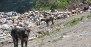 GÖLKÖY BU MANZARAYI DAHA NE KADAR TAŞIYACAK?