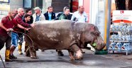 Gürcistan'ı sel vurdu, deniz hayvanları şehri ele geçirdi!