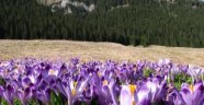 Karadeniz Yaylaları ‘Vargel' Diyor