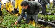 Ordu İl Gıda Tarım ve Hayvancılık Müdürlüğü tarafından Üreticilere destek