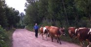 Ordu'da Hayvancılıkla uğraşan üreticilere, destek ödemesi dün başladı