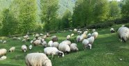 Ordu'da Hayvanlarda Salgın Hastalık Devam Ediyor