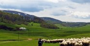 Ordu'da Koyunculuk Ayağa Kalktı