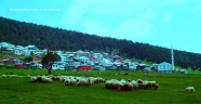 Ordu'da Küçükbaş Hayvanların Verimliliği Artıyor