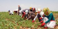 Tarım ve gıdada ihracata üç engel