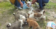 Terkedilmiş yavru köpeklere kaymakam sahip çıktı