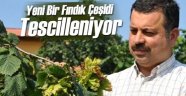 Yeni çeşit fındık: 'Allahverdi!'