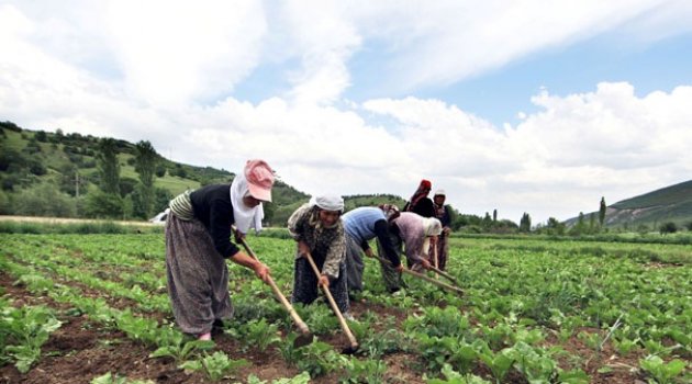 Tarım Bakanlığı ödemelere başladı!