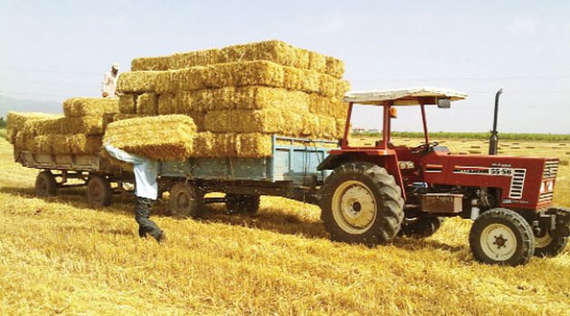 Tarım ülkesi Türkiye’nin acı bilançosu: Saman'ı bile ithal ediyoruz