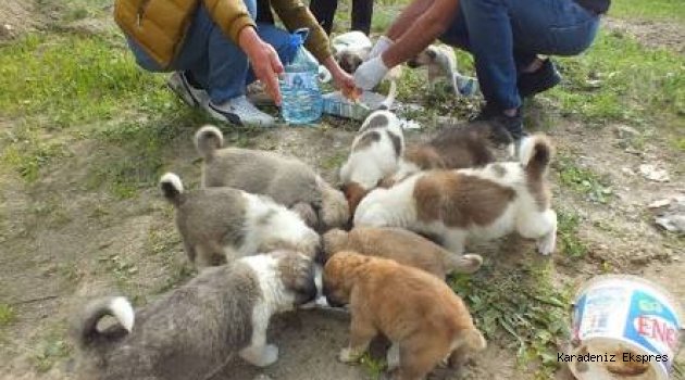 Terkedilmiş yavru köpeklere kaymakam sahip çıktı