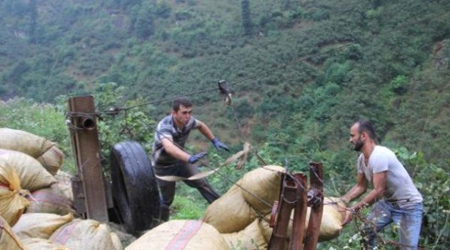 Üretici Yamaç Arazideki Fındığını İlkel Teleferikle Çekiyor