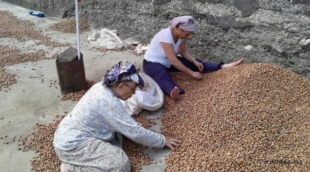 Üreticiler fındık fiyatından memnun değil