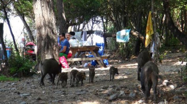 Yaban Domuzları Piknik Alanlarına İndi